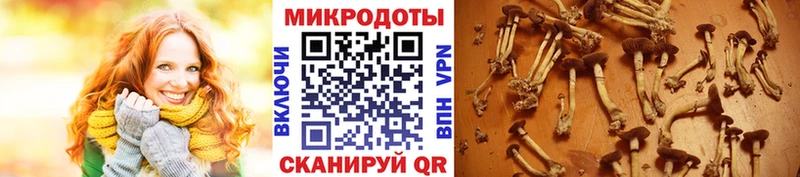 Купить закладки  Верхняя Тура  Галлюциногенные грибы мицелий 